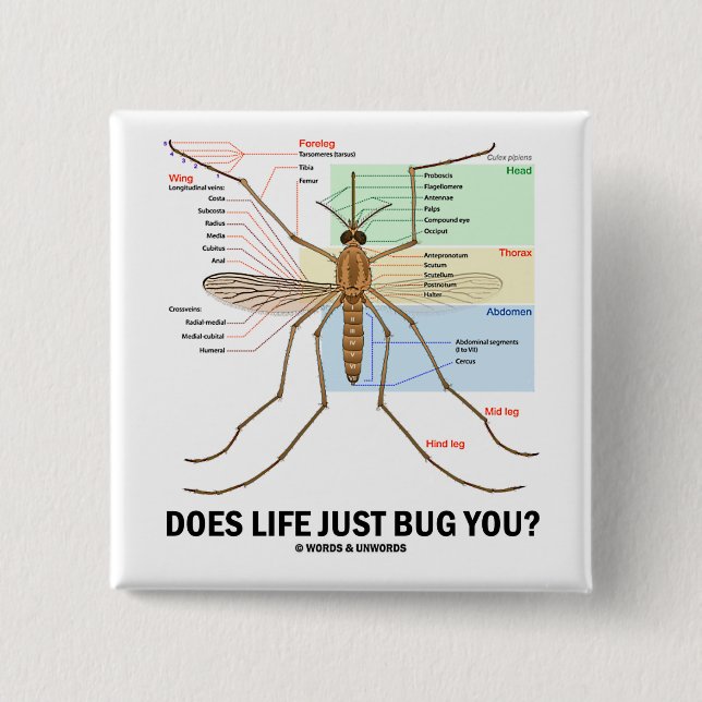 Does Life Just Bug You? (Mosquito Anatomy) 2 Inch Square Button (Front)