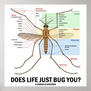 Does Life Just Bug You? (Mosquito Anatomy) Poster