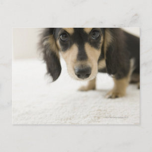 Dog 2 postcard