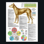 Dog Acupuncture Points Locations Poster<br><div class="desc">Dog Acupuncture Points Poster 18" X 24" Veterinary Chart Point locations for over 100 commonly used canine acupuncture points. Key Features • Horary cycle showing when each meridian is most active • The 12 Alarm (Front-Mu) points • The 18 Associated (Back-Shu) points • Eight confluent points • Ting points •...</div>