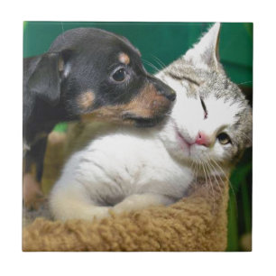 Dog and cat tile