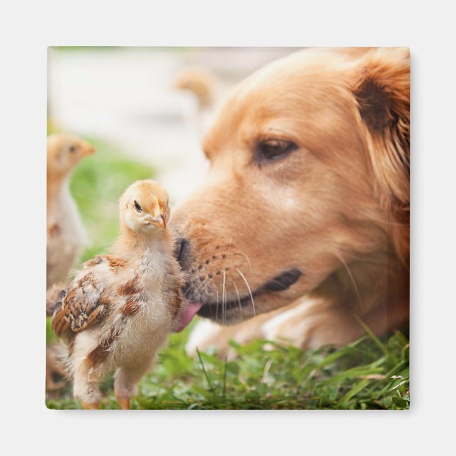 Dog and Chick Magnet (Front)