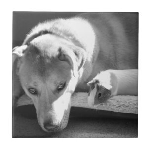 Dog and Guinea Pig Tile