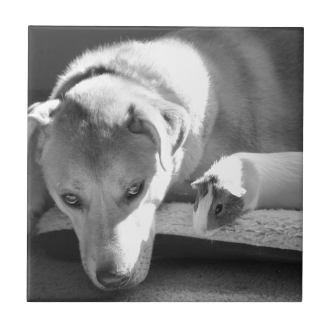 Dog and Guinea Pig Tile (Front)