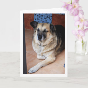 Dog and Tiles Portrait Card