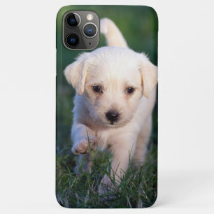 Dog, Animal, Puppy iPhone 11 Pro Max Case
