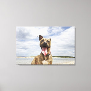 dog at beach canvas print