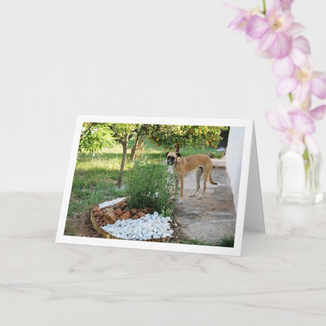 Dog at Garden Rockery Card (Orchid)