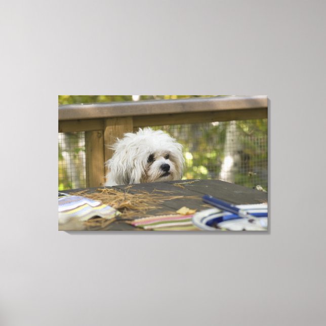 Dog at picnic table canvas print (Front)