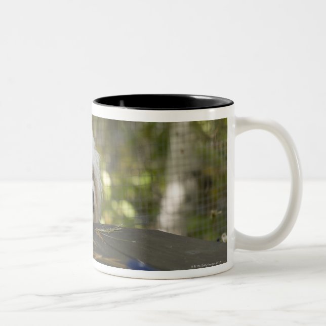 Dog at picnic table Two-Tone coffee mug (Right)