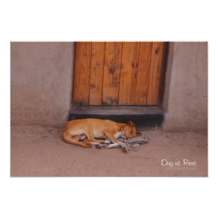 Dog at Rest Photo Print