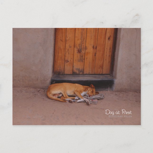 Dog at Rest Postcard (Front)