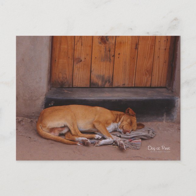 Dog at Rest postcard (Front)