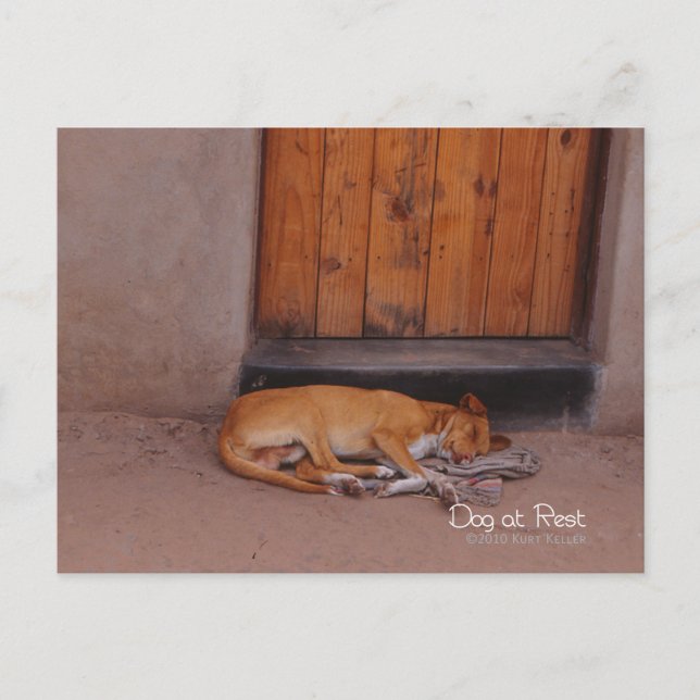 Dog at Rest Postcard (Front)
