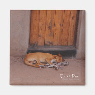 Dog at Rest Square Magnet