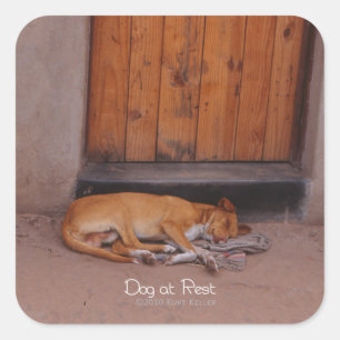 Dog at Rest Square Sticker