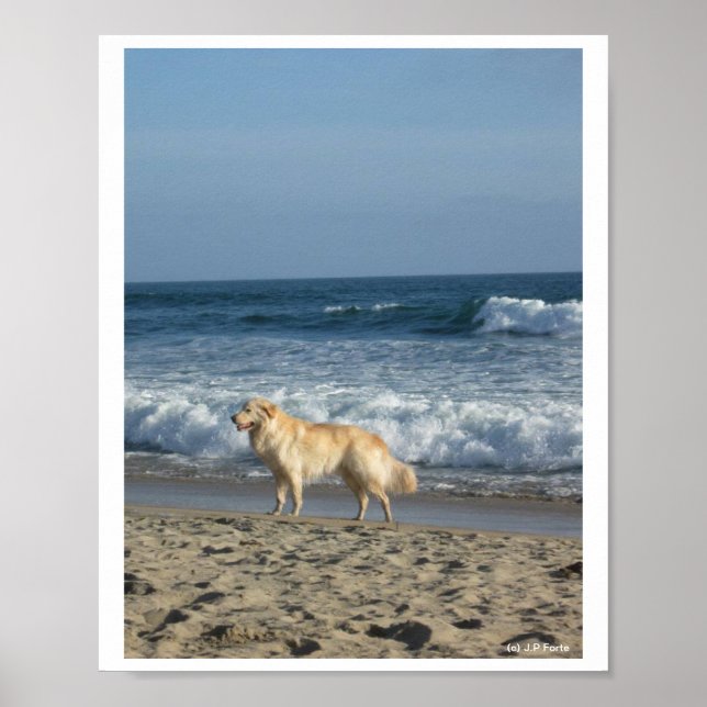 Dog At The Beach Poster (Front)