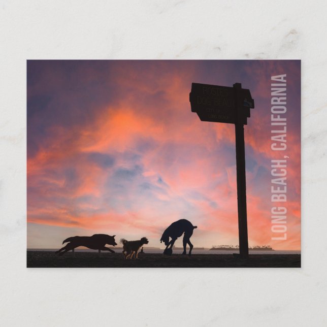 Dog Beach at Sunset - Long Beach, California Postcard (Front)