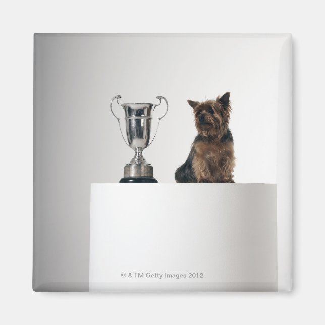 Dog beside a large silver trophy magnet (Front)