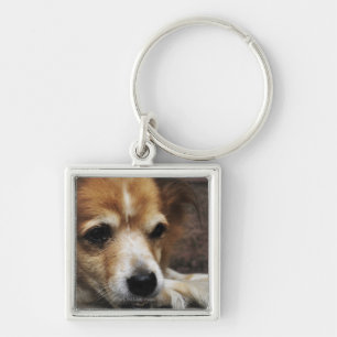 Dog, Bhaktapur, Bhaktapur District, Bagmati, Keychain