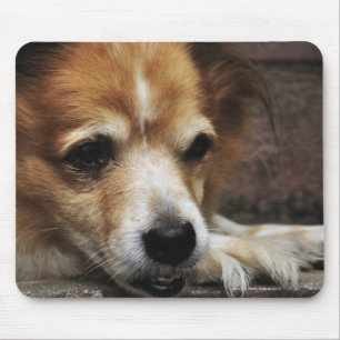 Dog, Bhaktapur, Bhaktapur District, Bagmati, Mouse Pad