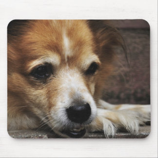 Dog, Bhaktapur, Bhaktapur District, Bagmati, Mouse Pad