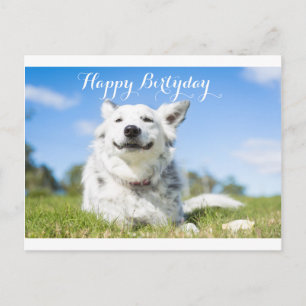 dog birthday card, customizable postcard
