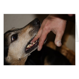Dog biting finger