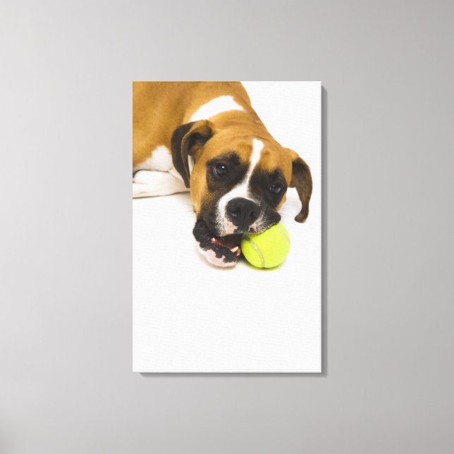 Dog biting tennis ball canvas print (Front)
