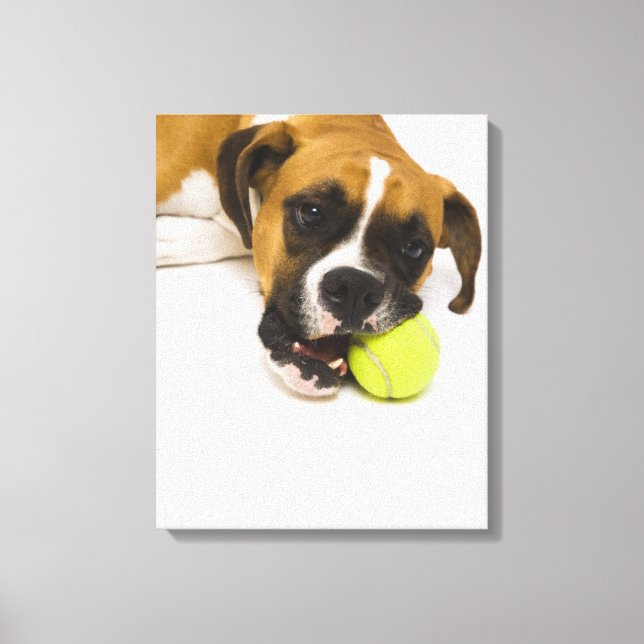 Dog biting tennis ball canvas print (Front)