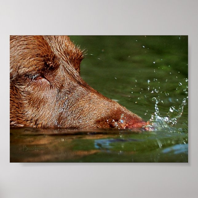 Dog Blowing Bubbles Nose Close Up / Macro Poster (Front)