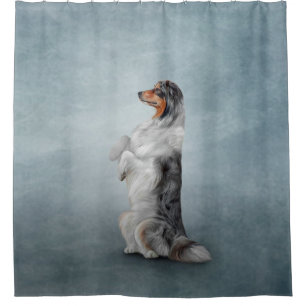 Dog breed Australian Shepherd