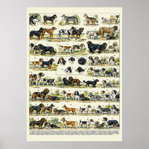 Dog Breeds color Illustrations Poster