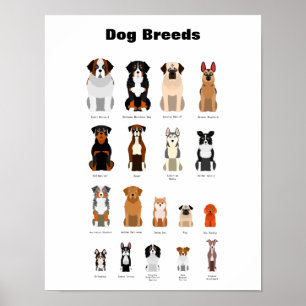 Dog breeds poster. poster