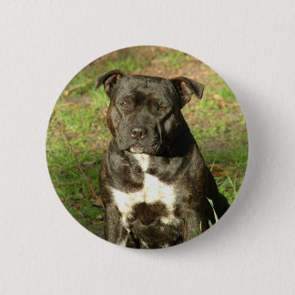 Dog breeds Staffy 2 Inch Round Button