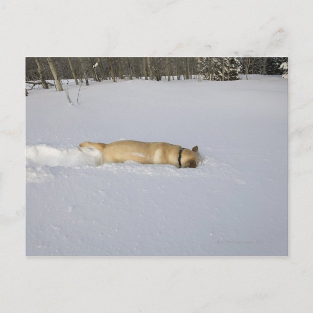 Dog burrowing in snow postcard (Front)
