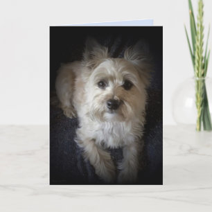 Dog Cairn Terrier “Dog Lover” Blank Greeting C Card