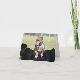 Dog Cards - I Got Your Back