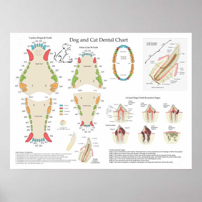 Dog Cat Veterinary Dental Chart (Front)