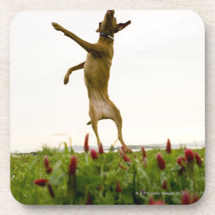 Dog catching tennis ball in mid-air coaster