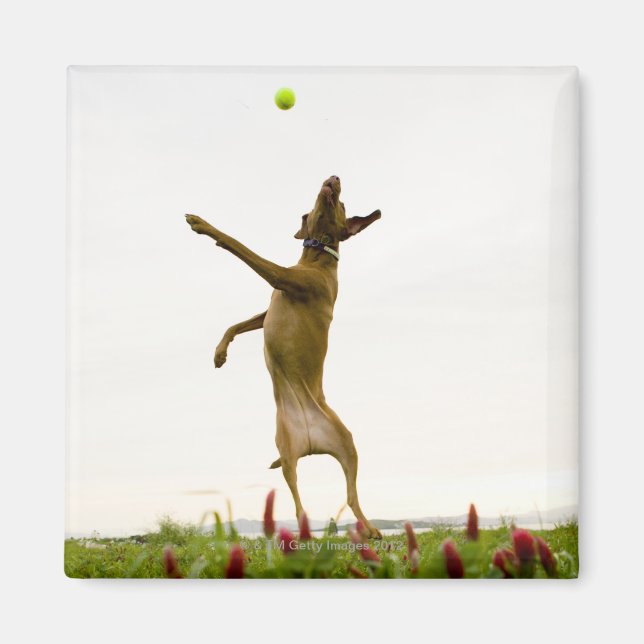Dog catching tennis ball in mid-air magnet (Front)