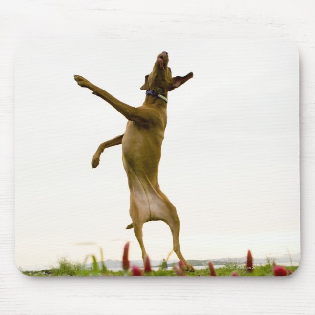 Dog catching tennis ball in mid-air mouse pad (Front)