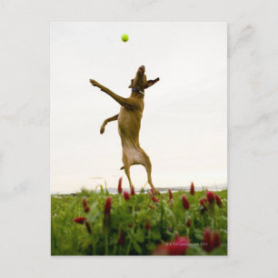 Dog catching tennis ball in mid-air postcard