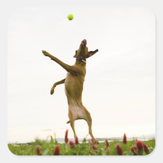 Dog catching tennis ball in mid-air square sticker (Front)