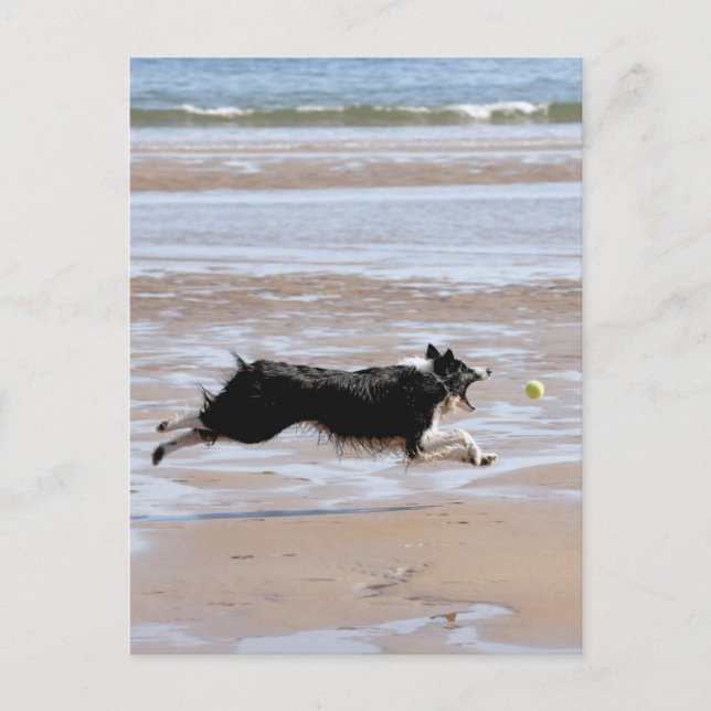 Dog chasing a ball at the beach postcard (Front)