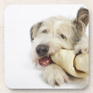Dog Chewing on Rawhide Bone Coaster