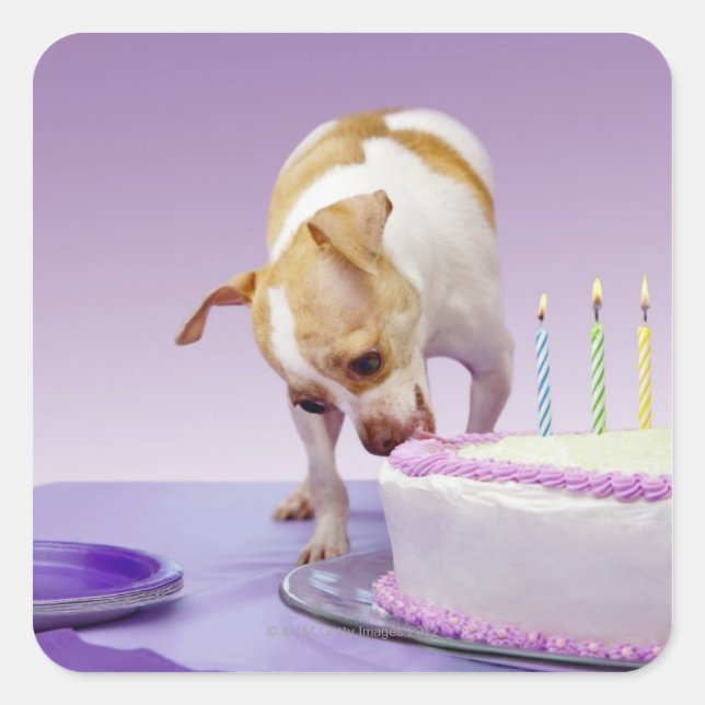 Dog (chihuahua) eating birthday cake on table square sticker (Front)