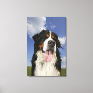 Dog, close-up canvas print