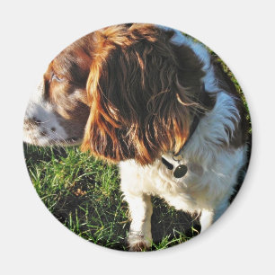Dog Cocker Spaniel Sitting Magnet