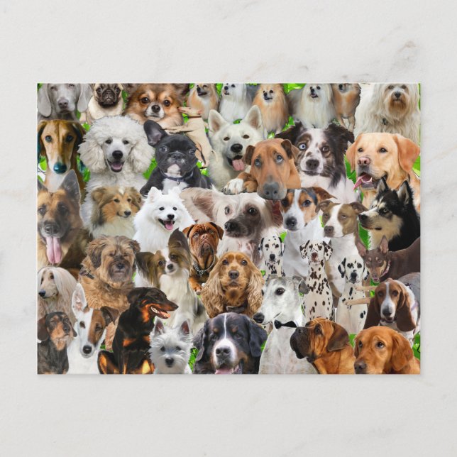 Dog Collage Postcard (Front)